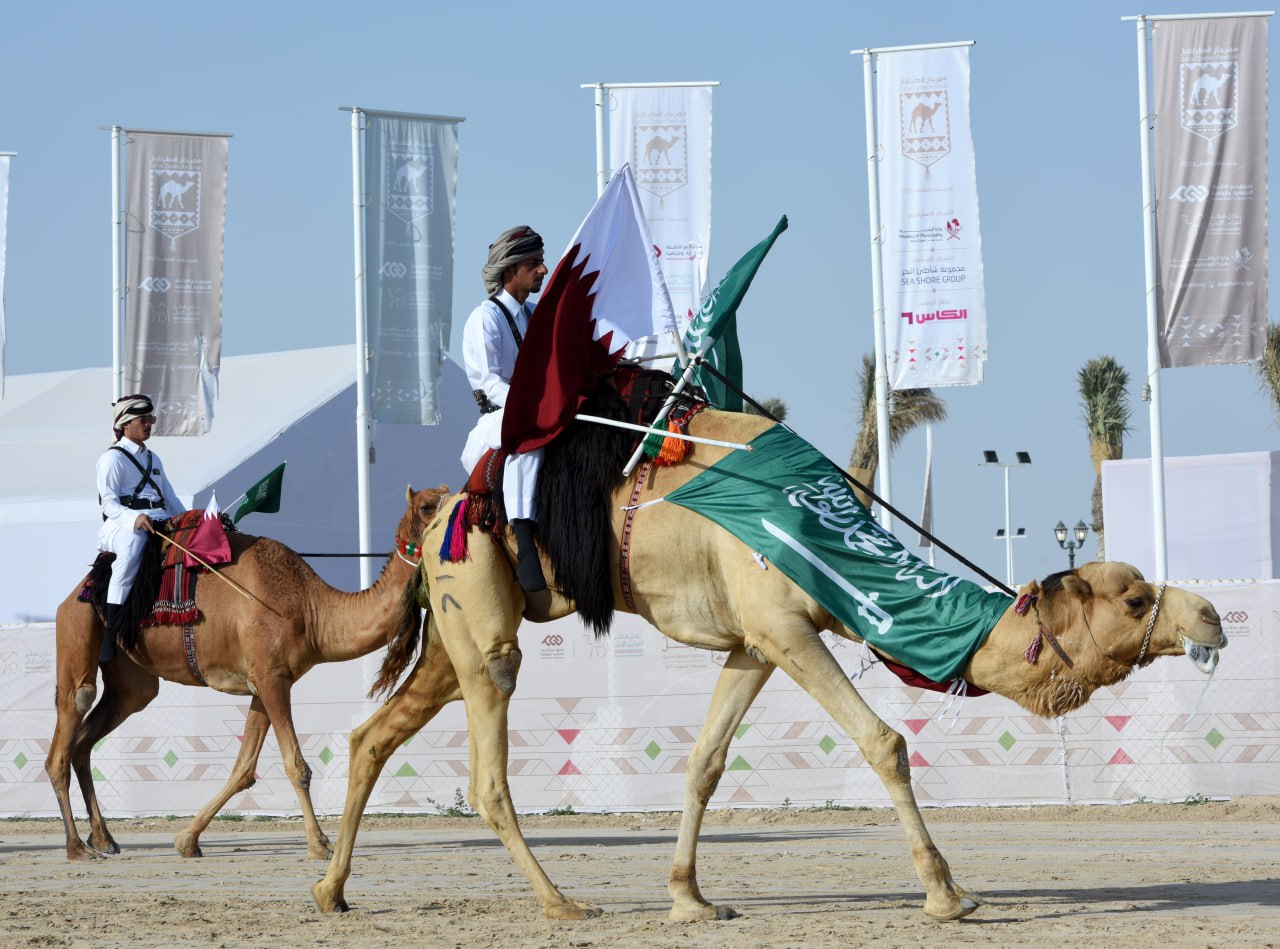 مهرجان قطر للإبل يشارك السعوديين احتفالاتهم بيوم التأسيس