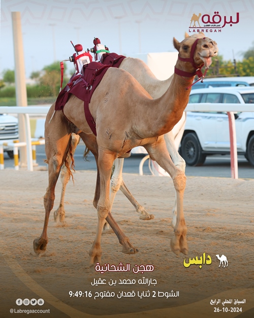 هجن الشحانية تفرض سيطرتها على منافسات الثنايا المفتوحة بميدان التحدي