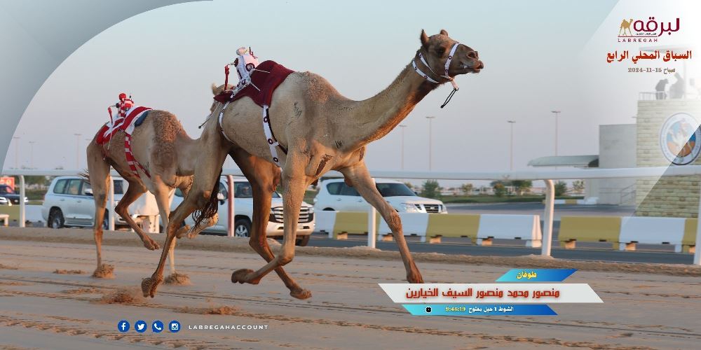 تحديات الحيل والزمول تختتم منافسات هجن أبناء القبائل بالمحلي الرابع