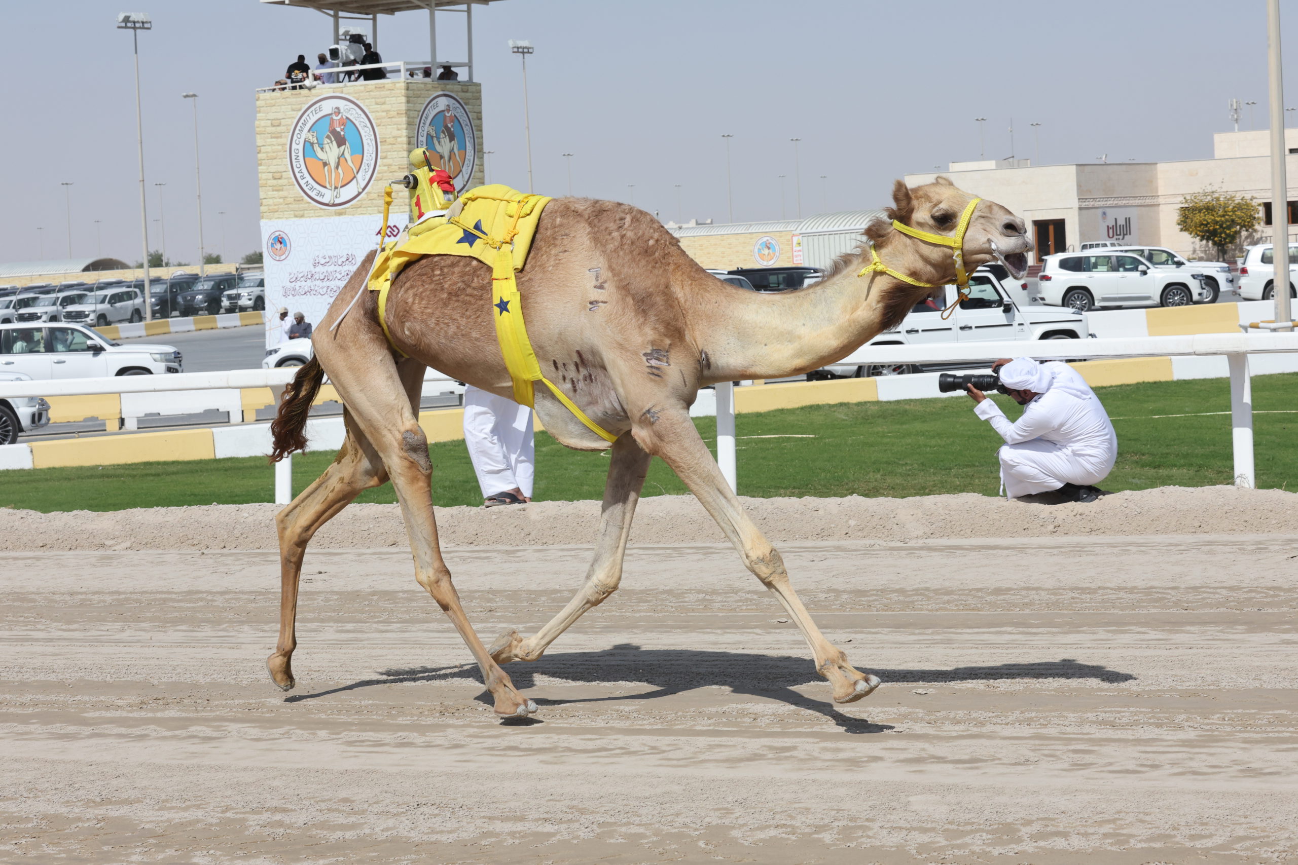 معارك قوية على نواميس الحيل والزمول بميدان التحدي