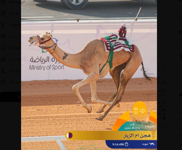 هجن أم الزبار تواصل تألقها في بطولة كأس وزارة الرياضة