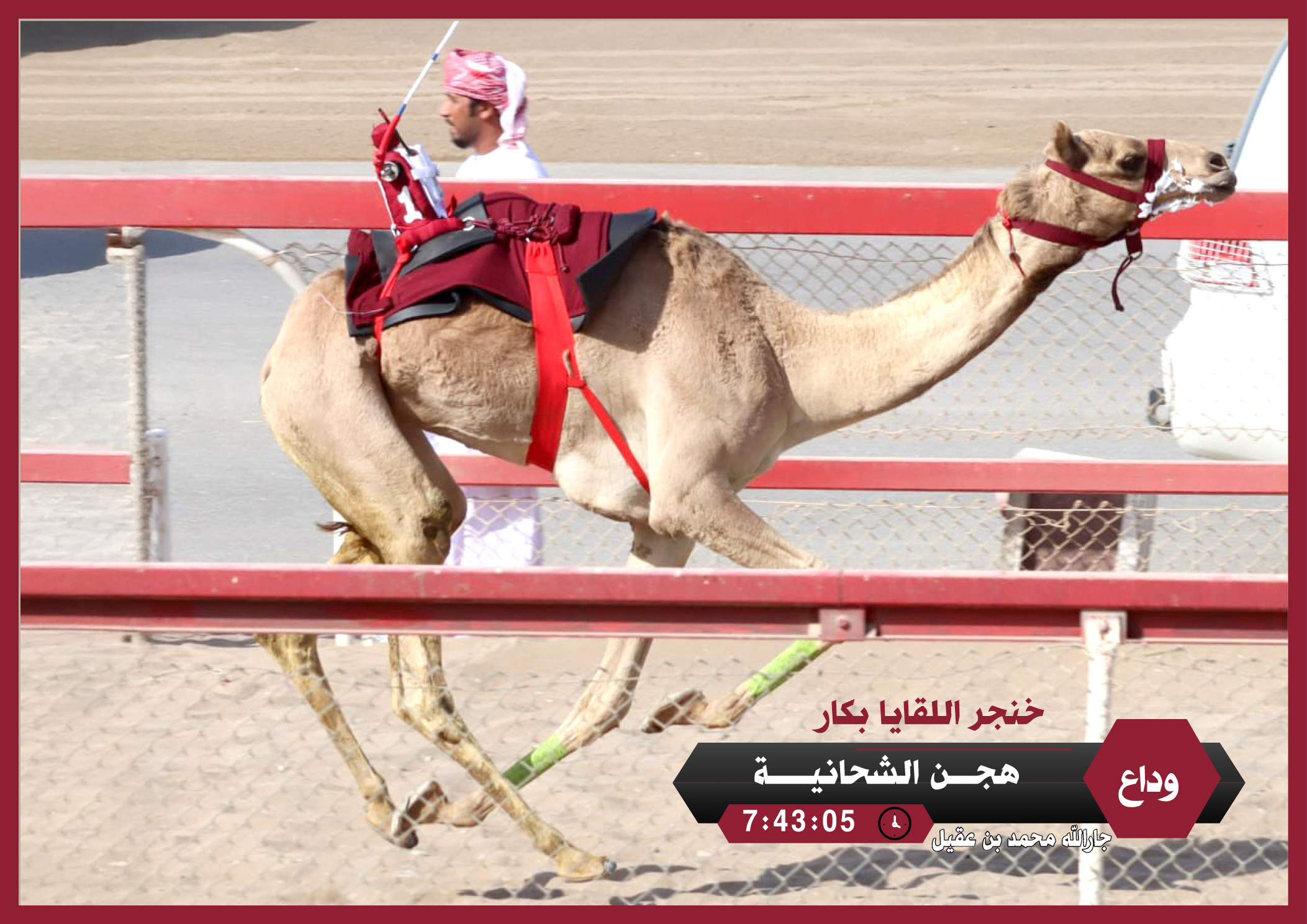 هجن الشحانية تتوج بالخنجر الذهبي للقايا بكار بالسلطنة